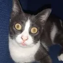 Car_Stare4