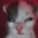 hognar