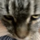 catlook