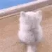 tailwag