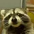 RaccoonEating2
