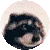 RaccoonPedro