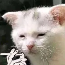 cat_cigar