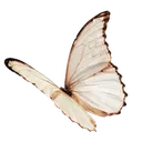 LANAsBugs_WhiteButterfly