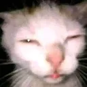 bbsg_cat_flash