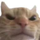 angrycat