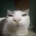cat_squint