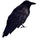 crow