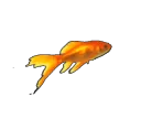 goldfish