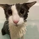soggycat