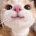 starfish_sniff