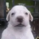 que