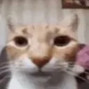 catstare