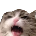 tiredcat
