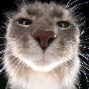 catlook2