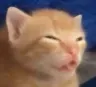 sleeb