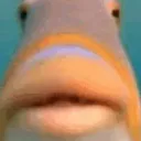 :Fis: