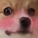 dogblush dogblush