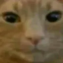 cat_smile