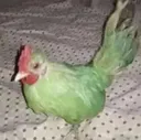 anonyGreenchicken