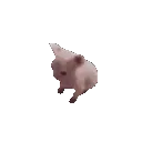 BingusBoogie