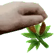 nipnippat