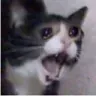CatCry