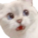 kittynowords