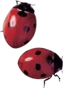 ladybugs