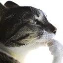 catthinking