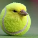 tennisbird