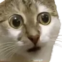 catShook