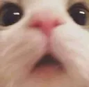 TP_Cat_OMG