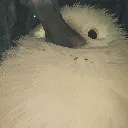bigbird bigbird