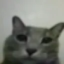 catstare
