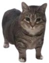 Meow
