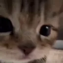 cat_peep