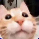 B1SadCat