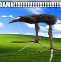 damn1
