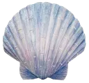 VenusSeashell_Blue