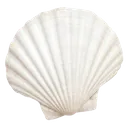 VenusSeashell_White