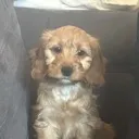 lola lola