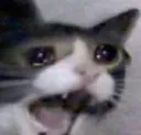 ScreamSadCat