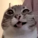 crazy_cat