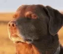 dogpeace