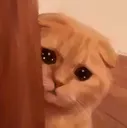 crykitty