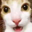 surprisedcat surprisedcat