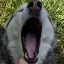 YAWN