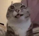 dicat dicat