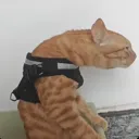 Wut